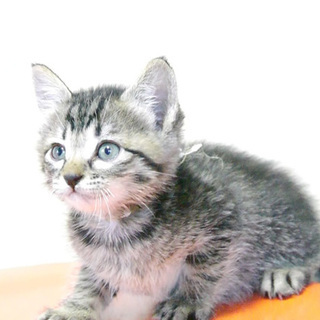 6兄妹仔猫の里親様募集★おてんばキジトラ♀です
