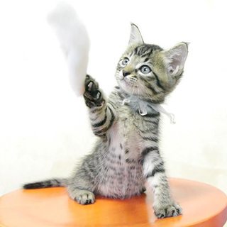 6兄妹仔猫の里親様募集★比較的おっとりしたキジトラ♀です