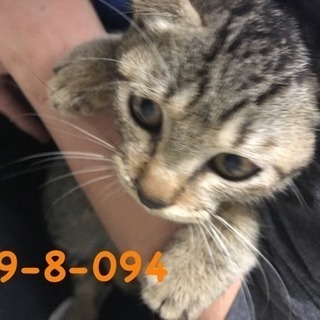 期限10/6萩市保健所 可愛いキジトラ君