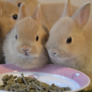 うさぎの飼育のアルバイトの画像