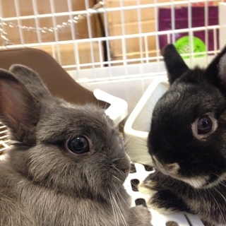 うさぎの飼育のアルバイトの画像