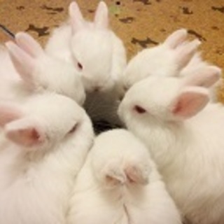 うさぎの飼育のアルバイトの画像