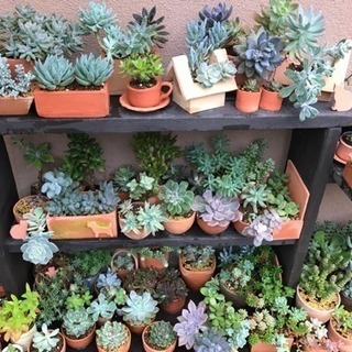 多肉植物