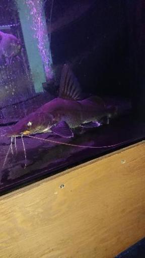 (最終値下げ、引き取り可能値引き、熱帯魚、大型魚)インドシャベルノーズキャット