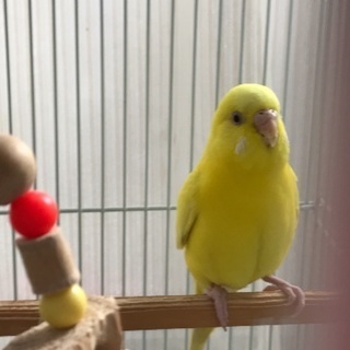 セキセイインコ ルチノー - 大分市