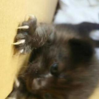至急‼‼子猫里親お願いします！！