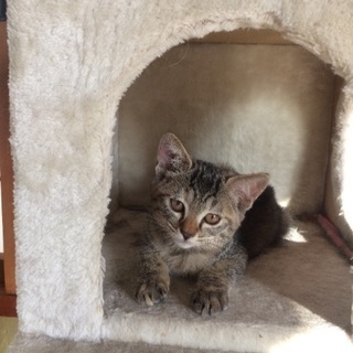 里親さんと連絡が取れなくなってしまいました。途方に暮れている子猫...