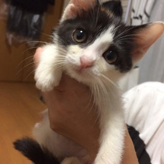 2カ月　ひとりぼっちのところを保護♀いっちゃん