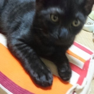 県外の方もお願いします三月生まれの人懐こくて可愛い子猫2匹です！家族の一員に迎えて下さい宜しくお願い致します！ - 嬉野市