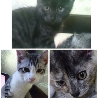 県外の方もお願いします三月生まれの人懐こくて可愛い子猫2匹です！家族の一員に迎えて下さい宜しくお願い致します！の画像