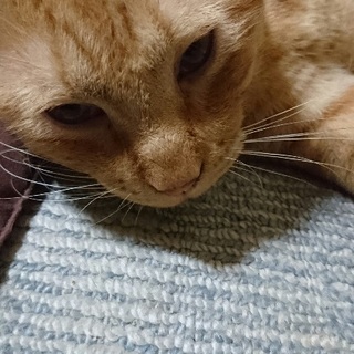 保健所からレスキュー！県外の方もお願いします大きくて優しい茶トラ...