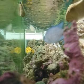 海水 アクアリウムを趣味とする情報交換