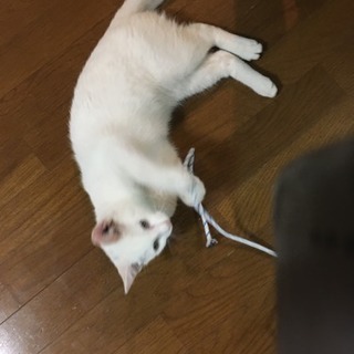 白猫