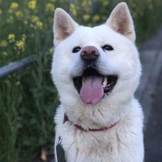 うちの子を助けてください。