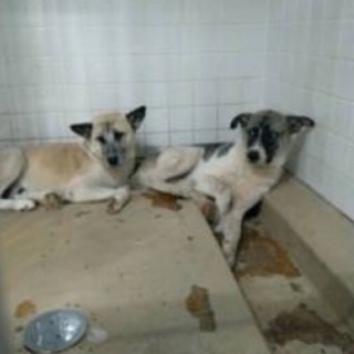 有難うございました！垂れ耳ブチ柄の可愛い中型雑種、野犬の男の子です − 山口県