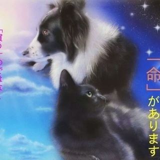 有難うございました！垂れ耳ブチ柄の可愛い中型雑種、野犬の男の子です - 里親募集