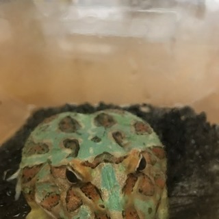 ベルツノガエル