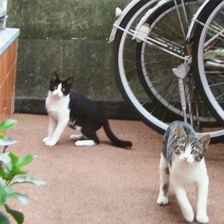 子猫の里親さん募集　生後約5ヵ月の姉妹　白黒・しろサバ