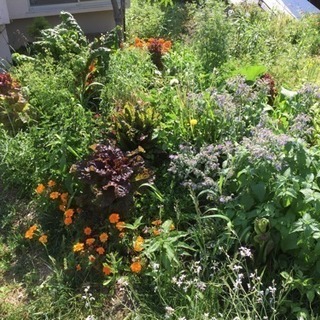 ガーデニング 剪定 お庭の手入れ 庭掃除 運転の画像