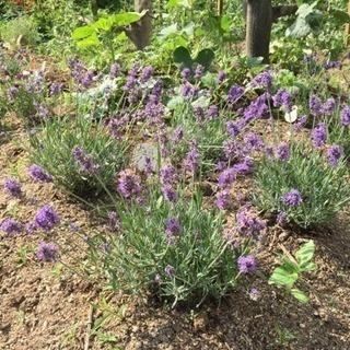 ガーデニング 剪定 お庭の手入れ 庭掃除 運転の画像