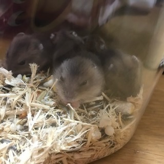 ハムスターの里親募集 - その他