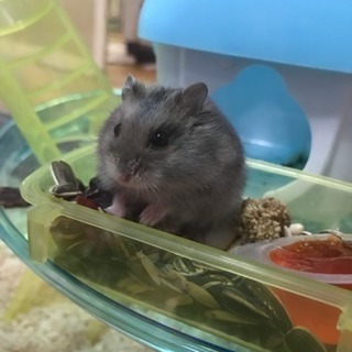 ハムスターの里親募集 − 広島県