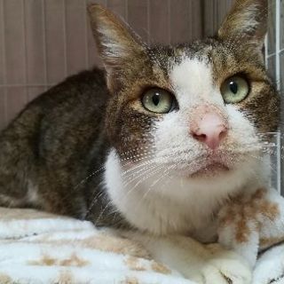 人懐こい捨て猫の里親募集