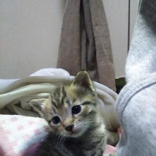 子猫里親募集、大至急