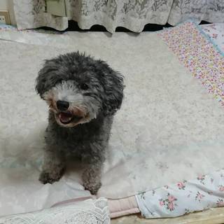 トイプードル♂２才　ミニチュアダックスフンド♀２才