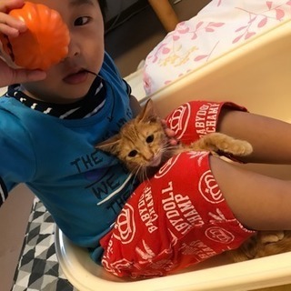 ◇茶トラ◇仔猫の里親さん募集💕