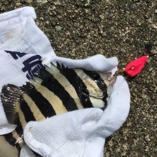 釣り仲間募集