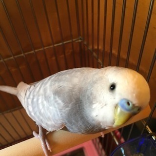 迷子インコ