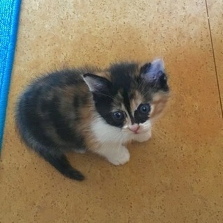 子猫 里親さん決まりました！ありがとうごさいました。
