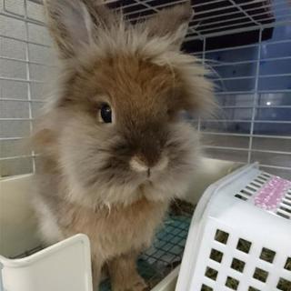 ライオンラビット♀ 2歳