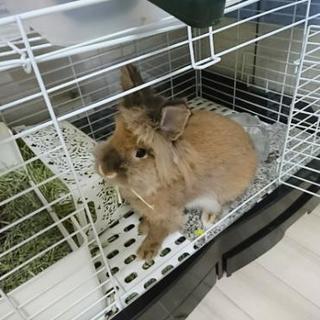 ライオンラビット♀ 2歳 − 埼玉県