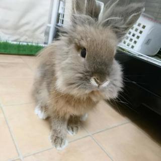 ライオンラビット♀ 2歳 - さいたま市