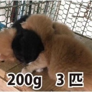 里親さんがほとんど決まりました。ありがとうございました。