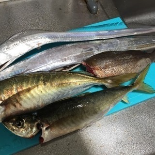 平日の釣り友！