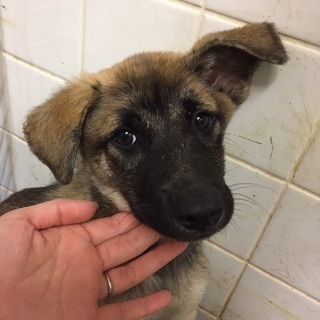 殺処分目前！生後二ヶ月半位の雑種の女の子、県外の方も里親になれま...