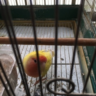 小桜インコ