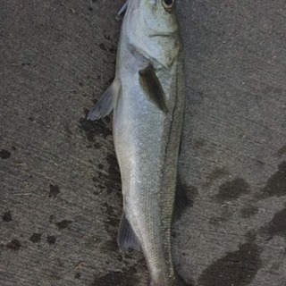 釣り仲間募集！！