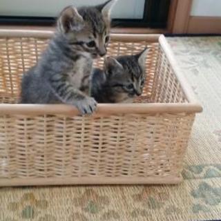 子猫の里親さん募集です。