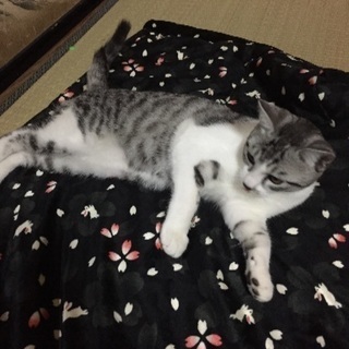 急募!!   生後6ヵ月のサバトラの♂です。
