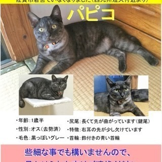 【猫を探してます】佐賀市若宮でいなくなりました