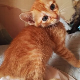 【里親募集】メス2ヵ月の姉妹仔猫