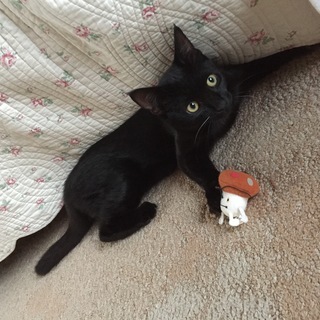 引っ越してきた4匹の子猫（仔猫）を保護しています。