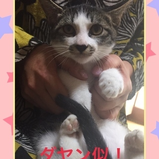 ダヤンくん　カッコイイ！