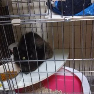 推定1歳の迷い猫保護しました♂（病院行って来ました）