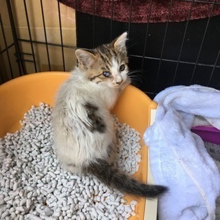 ◆至急◆子猫を保護して頂ける方 栃木・小山