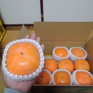 ヒラタネ柿の画像